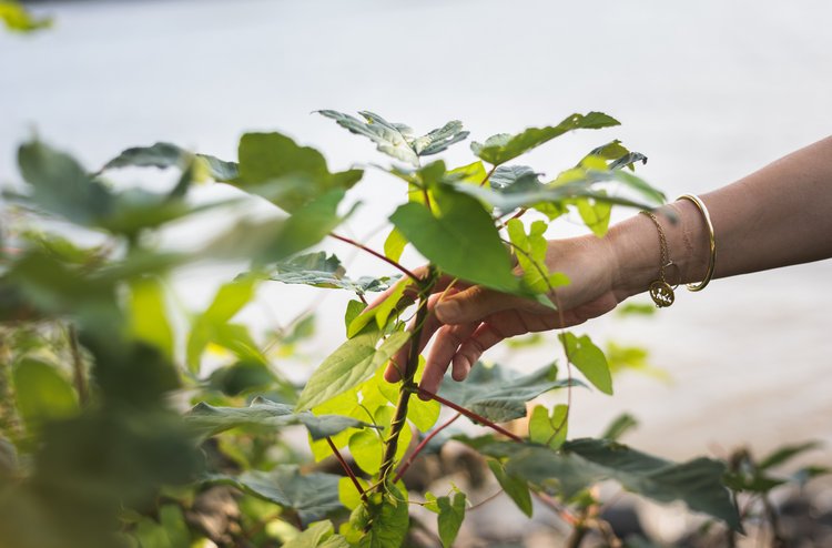 Weibliche Hand hält jungen Baum mit Wasser im Hintergrund