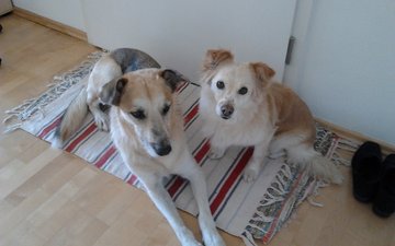 Artikel Tiergestützte Therapie Zwei Hunde auf dem Boden