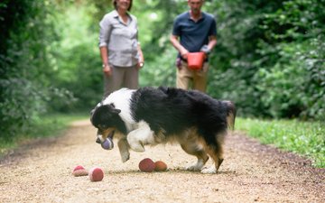 Burnout - Ein Hund, der im Vordergrund mit Bällen spielt und zwei Menschen im Hintergrund