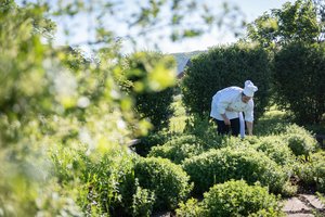 Koch sucht Essen im Kräutergarten