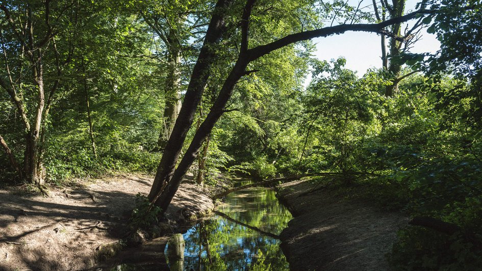 Verträumte Waldlandschaft rund um das Wasserschlösschen der Oberberg Kliniken mit einem ruhigen Bachlauf, umgeben von dichtem, grünem Laub und schattenspendenden Bäumen