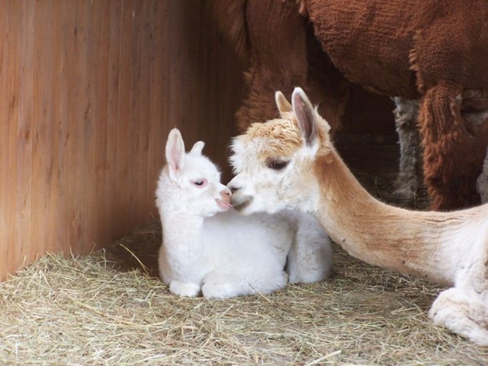 Alpaka mit Babyalpaka, Oberberg Fachklinik Wasserschlösschen