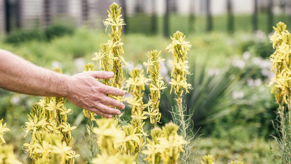 Hand vor ein paar Pflanzen
