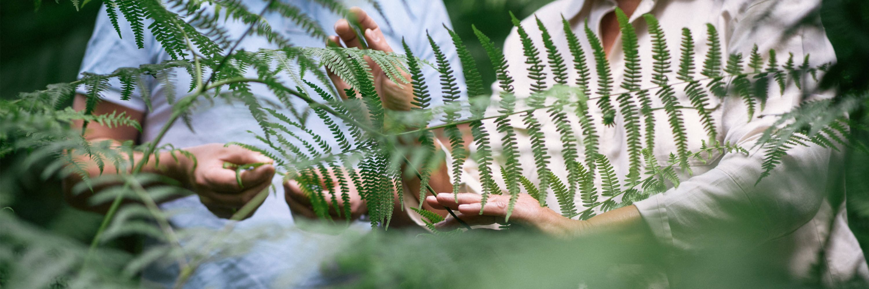 Therapeut und Patient im Gespräch zu Psychosen, die Köpfe nicht zu sehen, im Vordergrund Zweige und Blätter