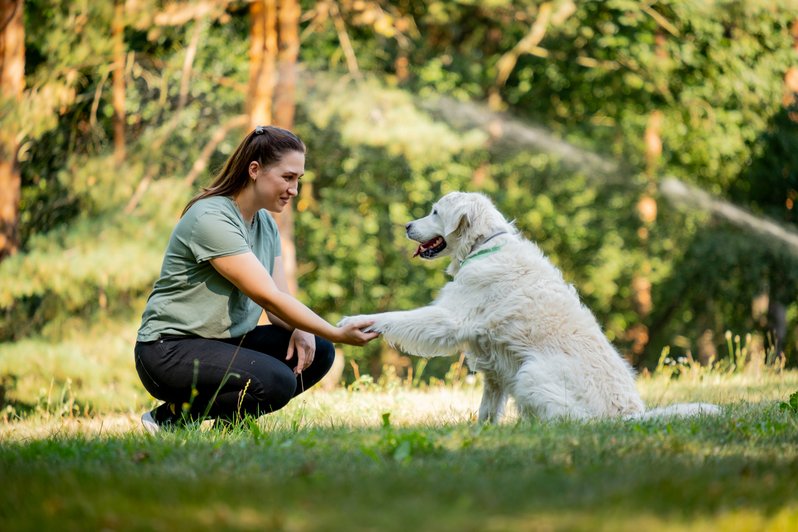 weißer Hund gibt Frauchen die Pfote, sitzt auf grüner Wiese