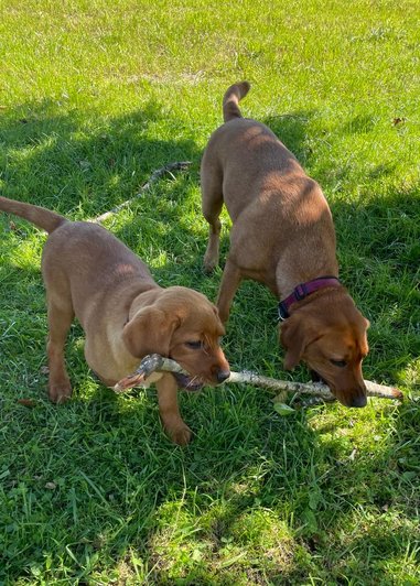 zwei Therapiehunde spielen auf Wiese