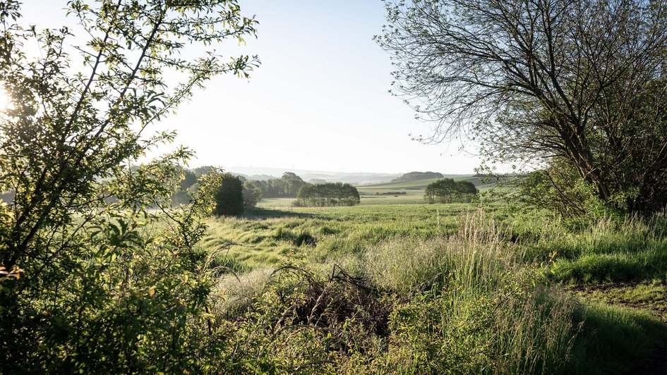 Landschaft mit Bäumen