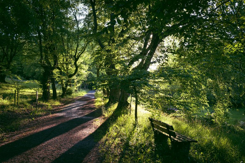 Sandweg führt durch waldartige Landschaft, am rechten Wegesrand steht eine Holzbank.