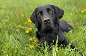 tierbegleitete therapie köln