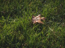 Alkoholsucht im Profisport